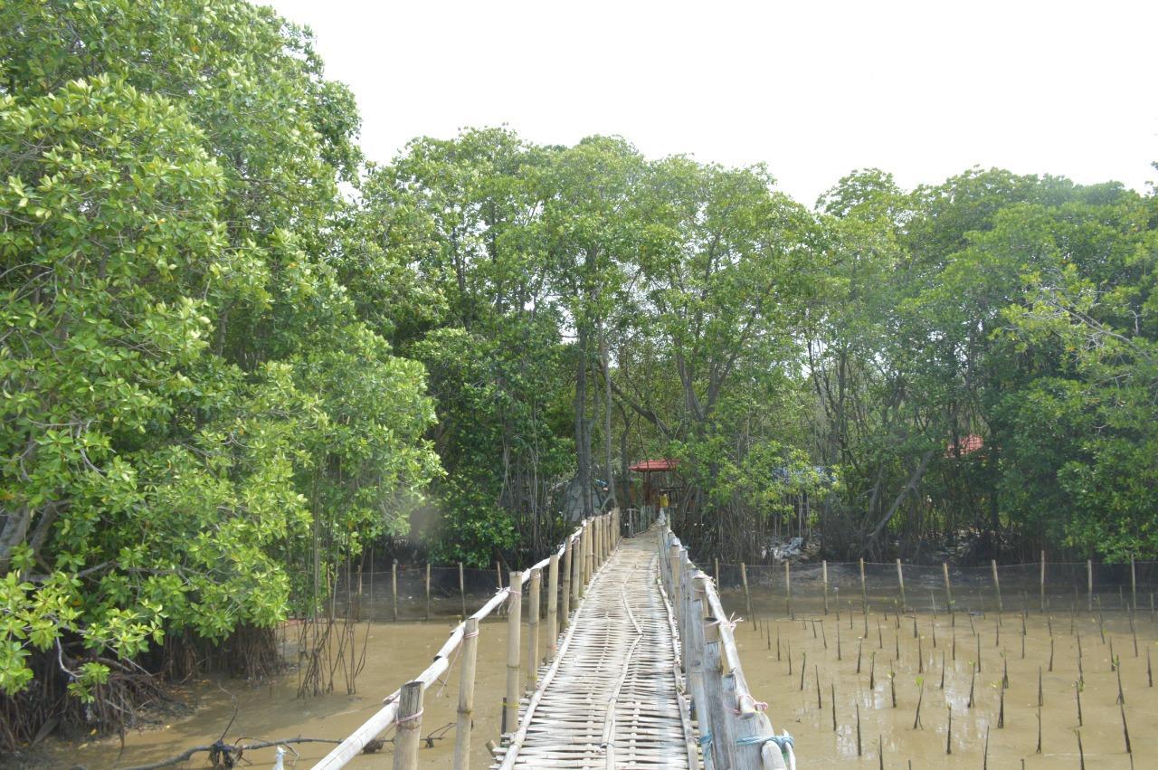 Hutan Mangrove Tengkolak