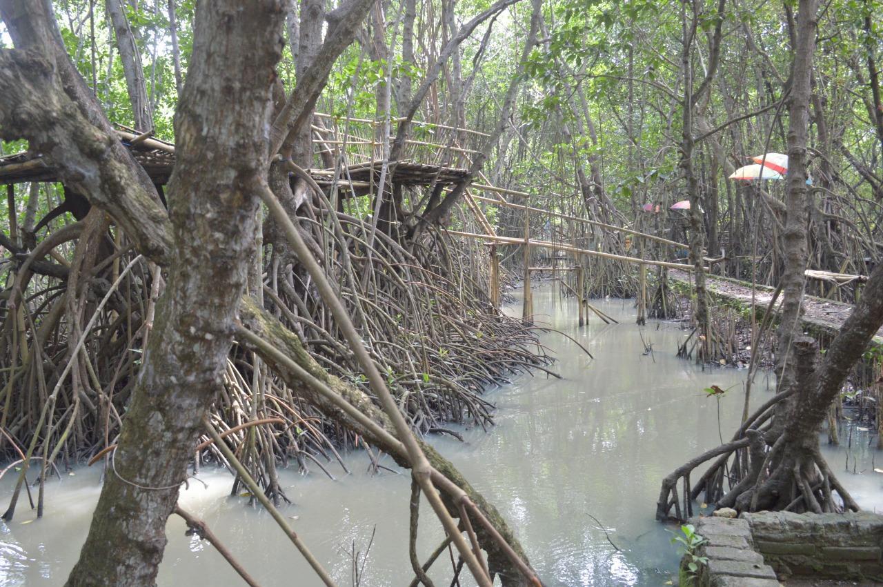 Mangrove Sedari